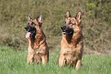 BERGER ALLEMAND 1329